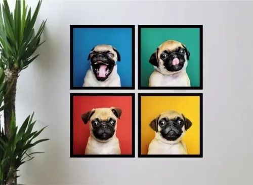 Kit 4 Quadros Decorativos Cachorrinho Pug Dog Com Molduras
