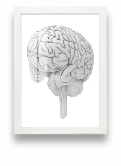 Quadro Decorativo Cérebro Anatomia Medicina Moldura e Vidro