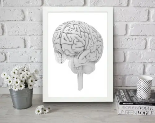 Quadro Decorativo Cérebro Anatomia Medicina Moldura e Vidro