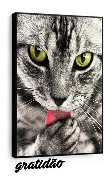 Quadros Decorativos Gato Felino Animais Grande Com Moldura