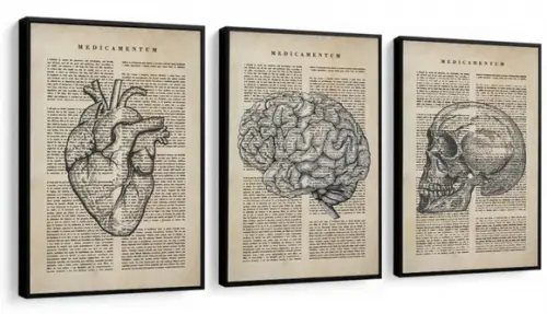 Quadros Decorativos Medicina Consultório Anatomia com Vidro