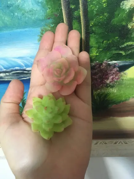 20 Sabonetes Suculenta com Pintura Suculentas /