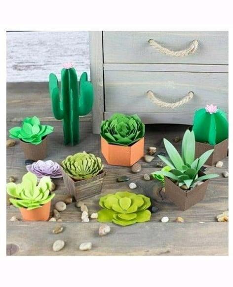 Plantas e Suculentas