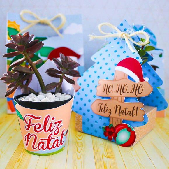 Porta Suculenta de Natal