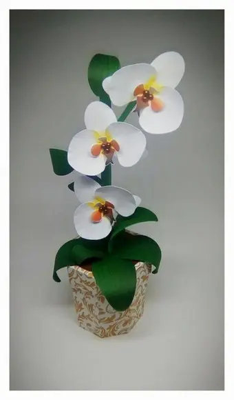 Cx Flor Orquídea Branca