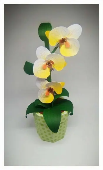 Cx Flor Orquídea Amarela
