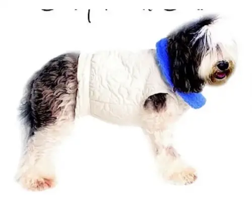 Molde Pet Cachorrinho Roupinha Jaquetinha - Pdf