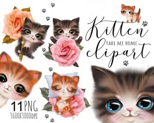 Kit Digital Gato filhotes