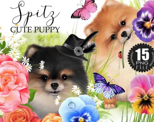 Kit Digital Spitz