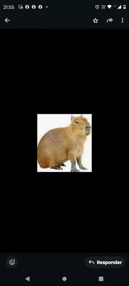 Receita Amigurumi Capivara