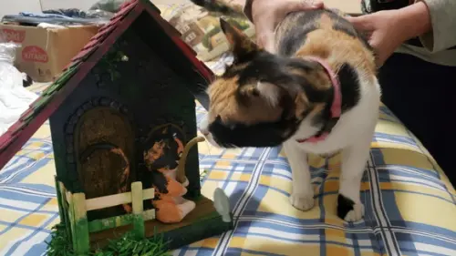 Pet Personalizado