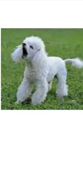 Receita Amigurumi Cachorro Poodle