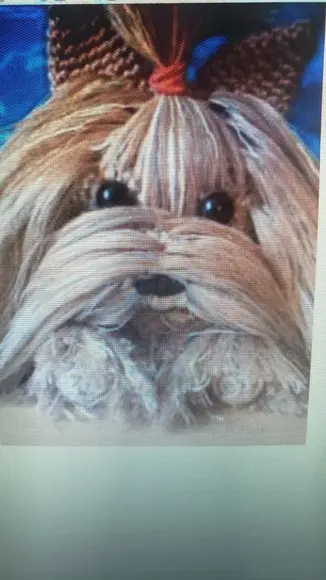 receita amigurumi CACHORRO YORKSHIRE TERRIER
