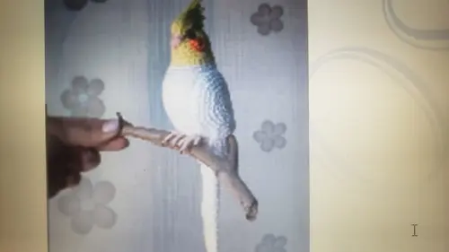 receita amigurumi CALOPSITA