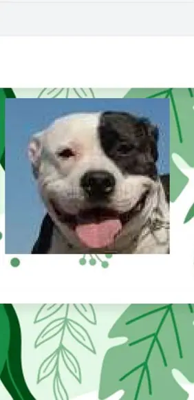 Receita De Amigurumi Pitbull Terrier Tradução