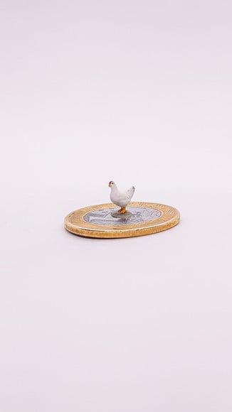 Galinha miniatura M513A