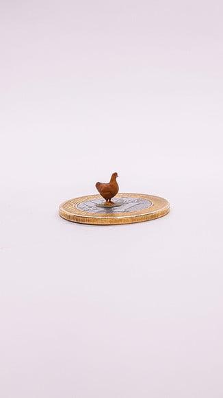 Galinha Miniatura M513