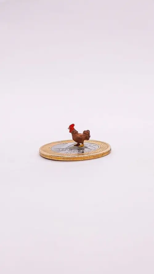 Galo Marrom Miniatura M512B