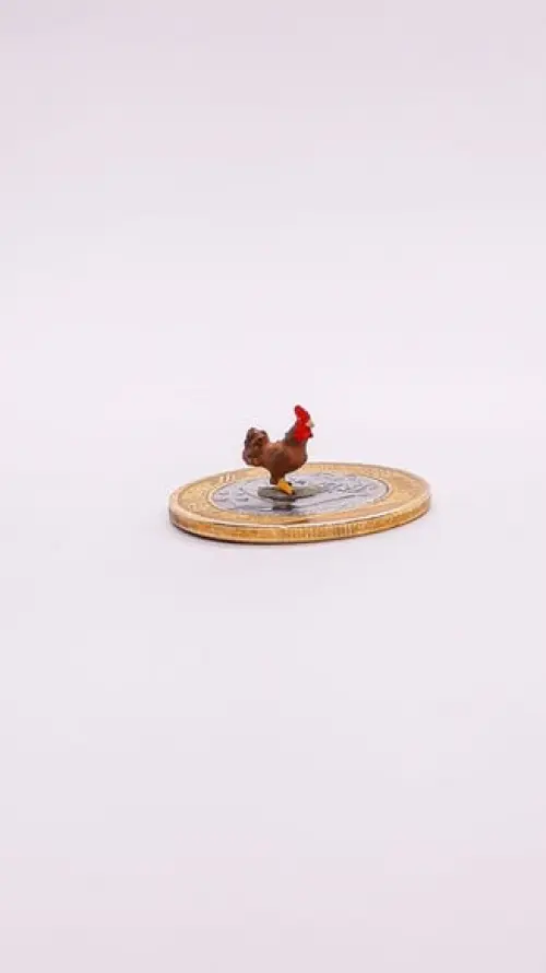 Galo Marrom Miniatura M512B