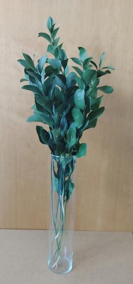 Buque com Ruscus Verdes Desidratados