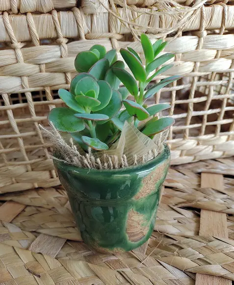 Vaso Ceramica
