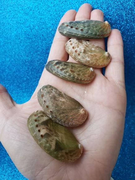 1 Concha do Mar Abalone Pp