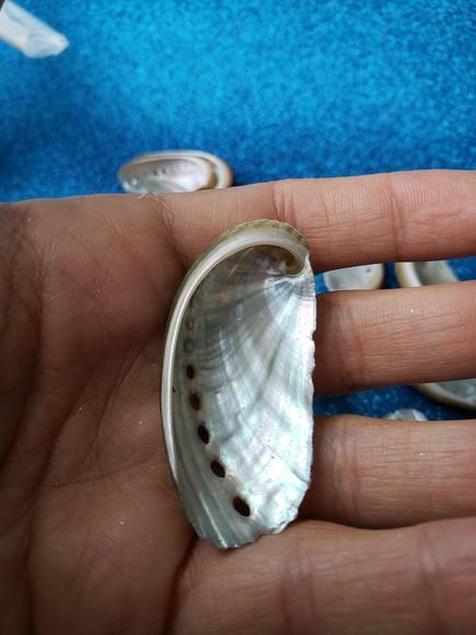 1 Concha do Mar Abalone Pp