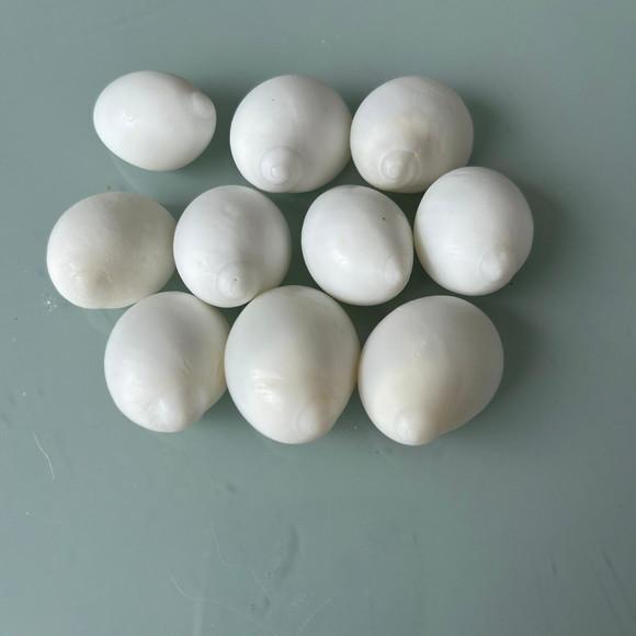 10 Conchas do Mar