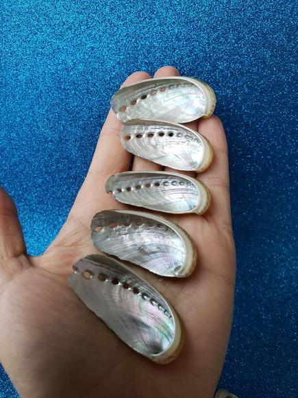 1 Concha do Mar Abalone Pp