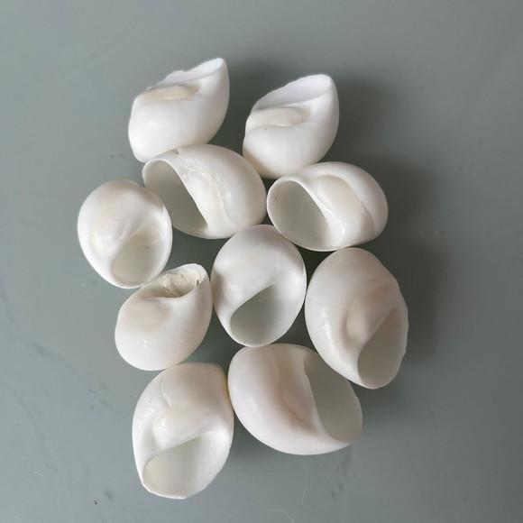 10 Conchas do Mar