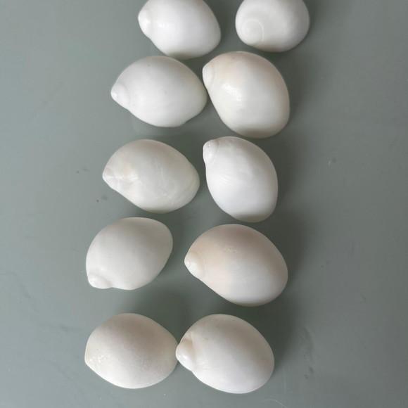 10 Conchas do Mar