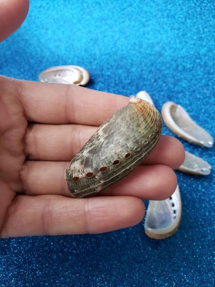 1 Concha do Mar Abalone Pp