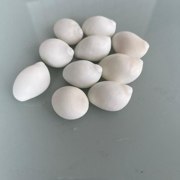 10 Conchas do Mar