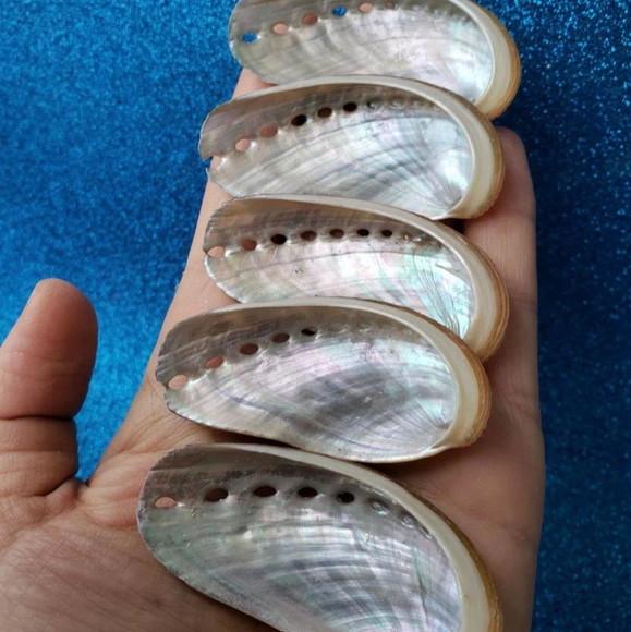 10 Conchas do Mar Abalone P
