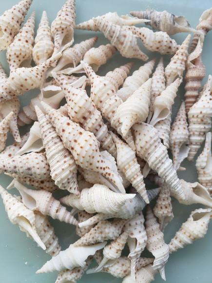 10 Conchas do Mar