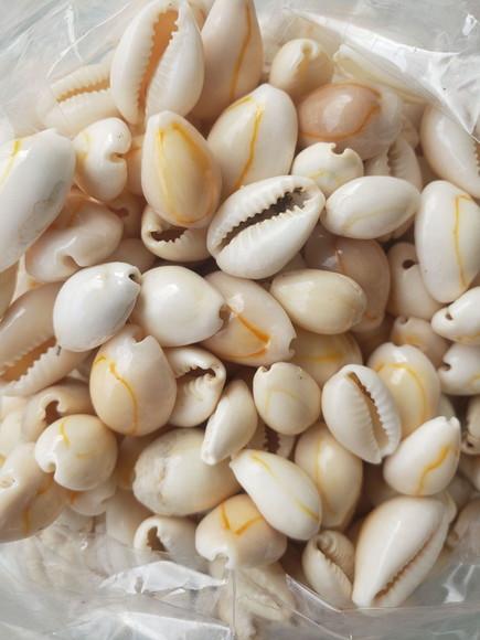 100 Buzios fechados