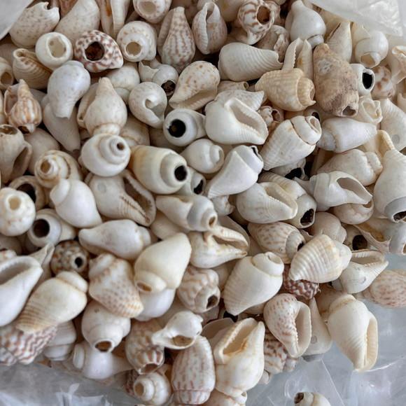 100 Conchas do Mar