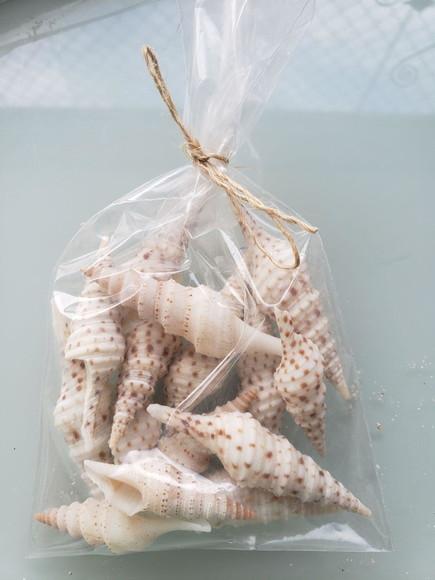 10 Conchas do Mar