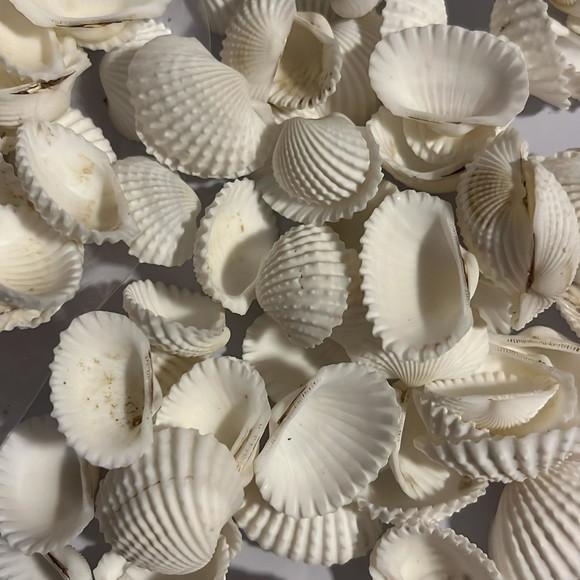 10 Saquinhos de Conchas