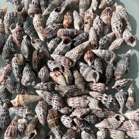 100 Conchas do Mar