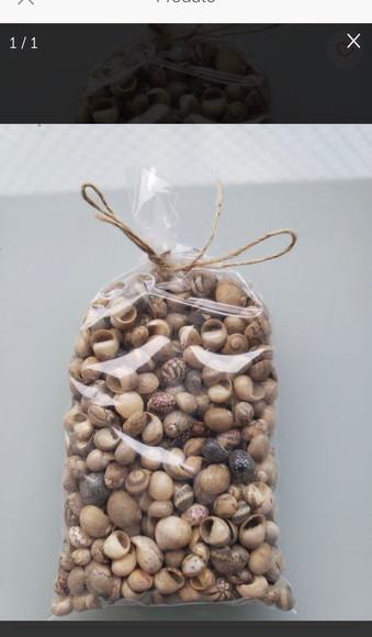 100 Conchas do Mar