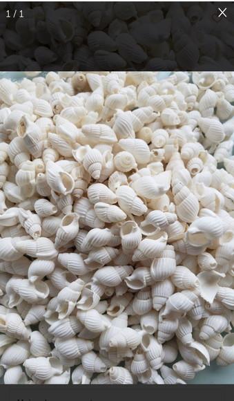 100 Conchas do Mar