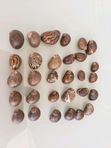 100 Conchas Nerita