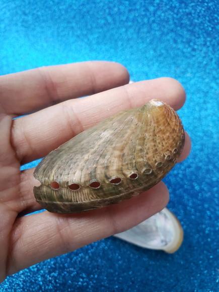 2 Conchas do mar abalone