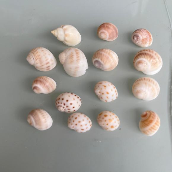 15 Conchas do Mar