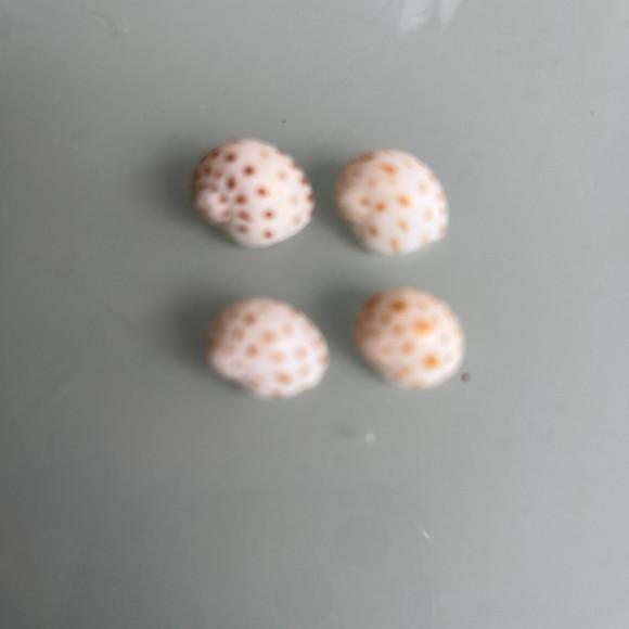 15 Conchas do Mar
