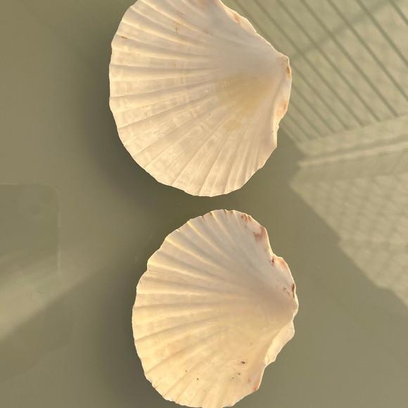 2 Conchas do Mar Shell Cod 2