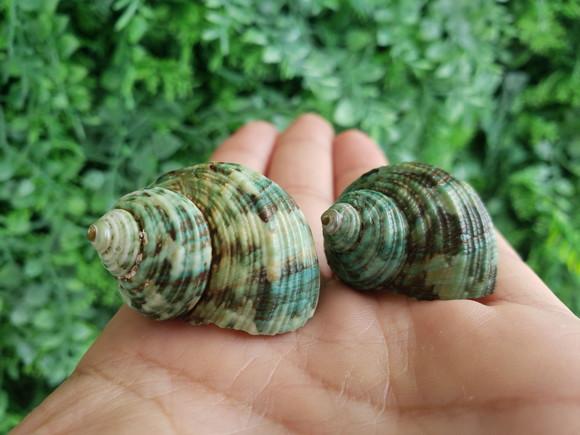 2 Conchas do mar Turbo