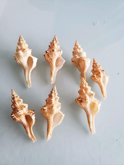 2 Conchas do Mar Fusinus