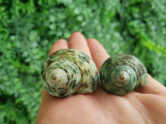 2 Conchas do mar Turbo